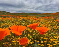 Maybe you would like to learn more about one of these? Already Dreaming Of Spring Last Year S Super Bloom In Antelope Valley California Oc 2750x3473 Earthporn