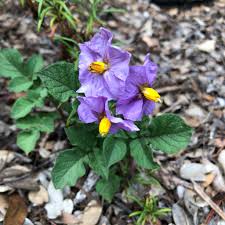 Image result for Solanum tuberosum