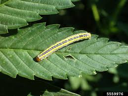 Management of the tobacco leaf eating. Caterpillars Cannabis How To Identify Get Rid Of It Quickly