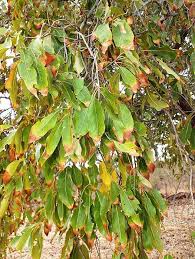 Image result for Combretum engleri
