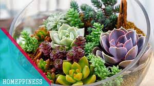 The plant will grow into the mold of a shoe and make its way down the side. New Design 2017 25 Captivating Succulents Decorating Ideas To Spruce Up Your Decor Youtube