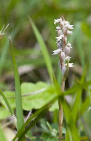 Image result for Zeuxine