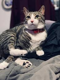 A good quality wet food, however, can work. Nulo Medalseries Indoor Adult Cat Food Grain Free Turkey Chicken Cat Dry Food Petsmart