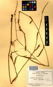 Image result for Aneilema lanceolatum