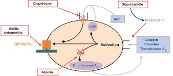 Pin On Clotting