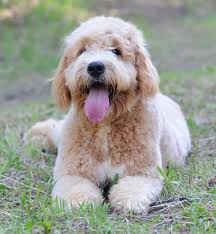 Maybe you would like to learn more about one of these? 5 Types Of Doodle Dogs The Pros And Cons Of Each Breed Pethelpful
