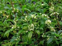 Image result for Clerodendrum incisum