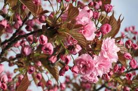 Double pink flowers cover it in mid spring. Prunus Kanzan Japanese Flowering Cherry