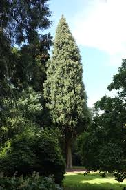 Image result for Cupressus torulosa