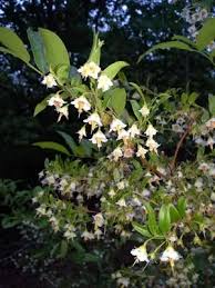 Image result for Vaccinium stanleyi
