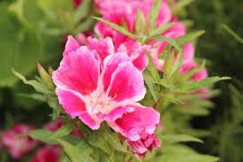11 Flowers That Start With G Flower Seeds Wildflower Seeds Globe Flower