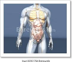 For men, the external reproductive organs include: Human Anatomy Visualization Internal Organs Art Print Barewalls Posters Prints Bwc32351756