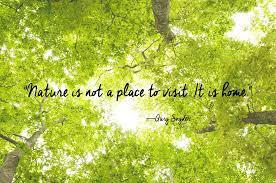 24 Of The Most Beautiful Quotes About Nature Short Nature Quotes Nature Quotes Nature Quotes Trees