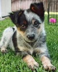 The search tool above returns a list of breeders located nearest to the zip or postal code you. Australian Cattle Dog Puppies For Sale Handmade Michigan