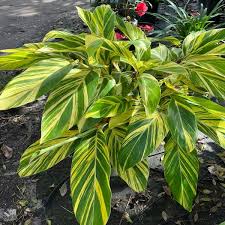 Onlineplantcenter 3 Gal. Variegated Shell Ginger Shrub In A 10 In. Black  Nursery Pot Ging0011G3 - The Home Depot