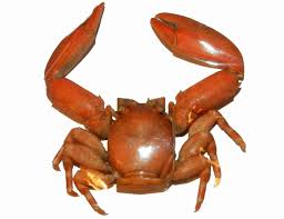 Image result for Cribbia brachyceras