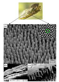 The veined wing of the clanger cicada kills bacteria without any chemical action — one of the first natural surfaces found to do so. Sem Images Of A Cicada Wing A Large Scale Perspective View The Download Scientific Diagram