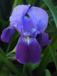 Fotograf Cicek Tacyapragi Cicek Acmak Yagmur Damlasi Botanik Bitki Ortusu Iris Goz Menekse Organ Zambak Iridaceae Makro Fotografciligi Sus Bitkisi Schwertliliengewaechs Cicekli Bitki Iris Versicolor Kara Bitki Menekse Aile Iris Ailesi