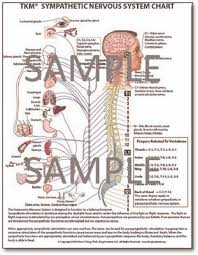 tkm autonomic nervous system chart