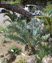 Image result for Encephalartos aplanatus