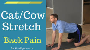 Cat And Cow Stretch Best Stretch For Your Back Pain Youtube