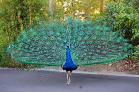 Beautiful peacock images with joker song 🎵💗💖💝💘💝💖please likeand suscribehave a nice day anup chauhan Beautiful Peacock On The Road Hd Wallpapers