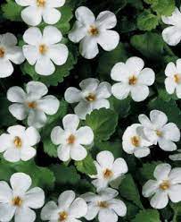 Bacopa Plant How To Grow Sutera Cordata Garden Design Bacopa Plant Bacopa Plants