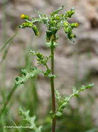 Image result for Senecio vulgaris