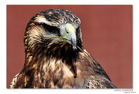 Available in a wide range of styles, colors & fabrics. Steinadler Oder Busard Foto Bild Tiere Zoo Wildpark Falknerei Vogel Bilder Auf Fotocommunity