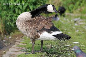 Jim joined herlihy insurance group in 1986. Burzel Ig Kanadaganse