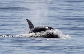 Monterey Bay Whale Watch...