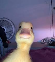 Ig Caliche Crn 22 Funny Profile Pictures Cute Little Animals Cute Animal Photos