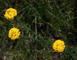 Image result for Gnidia chrysantha