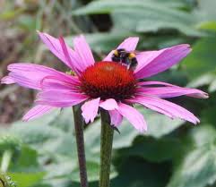Create an account to collect and organise your favourite clips. Plant Echinacea Coneflower For Bees