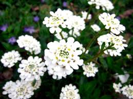 Iberis Growing From Seeds Iberis Perennial Planting And Care Photo Growing From Seeds Propagation By Cuttings