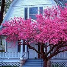 Cercis occidentalis, the western redbud or california redbud (syn. Cercis Occidentalis Western Redbud Redbud Tree Eastern Redbud Small Trees