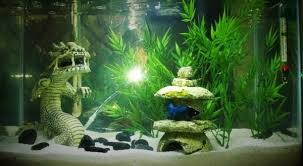Pin En Fishy Stuff
