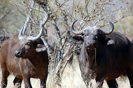 Secara genetik, gaur masih berkerabat dekat dengan banteng. 5 Fakta Unik Kerbau Afrika Si Maskot Berburu Dari Afrika