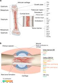The thigh bone (femur) is a long bone. Markers For Different Skeletal Stem And Progenitor Populations A Download Scientific Diagram