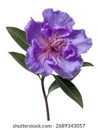 Image result for Dissotis pulchra