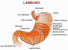 Gizzard mempunyai dinding (lapisan otot) yang lebih tebal dibanding dengan dinding lambung biasa. Kelenjar Usus Dan Lambung Psychologymania