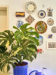 Philodendron Monstera Borsigiana Thai Constellation Variegated Plants Philodendron Monstera Plants