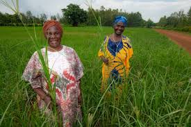 In 2006, almost 75 percent of working kenyans made their living by farming, compared with 80 percent in 1980. Crop Wild Relatives The Women Finger Millet Advocates Of Western Kenya Crop Wild Relatives