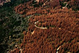 Native insects and diseases play an essential ecological role in canada's forests. Small Pests Big Problems The Global Spread Of Bark Beetles Yale E360
