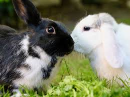 Rabbit pet insurance provides you a nice reimbursement on the big bills and allows you the freedom to take care of your pet without worry. 7 Reasons Why Rabbits Are Better Pets Than Dogs New Rabbit Owner