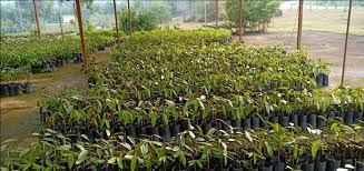 Persatuan usahawan lebah kelulut darul naim (droness) menerima kunjungan dari delegasi en munawaruzzaman bin harun, pegawai pertanian komunikasi, jabatan pertanian negeri kelantan #madukelulut #devineelixir #antiradang #jabatanpertanian #alhamdulilah #pkpp #kotabharu #kelantan. Jualan Pelbagai Hasil Pertanian Dan Anak Pokok Buah Buahan Di Putramart Upm Taman Pertanian Universiti
