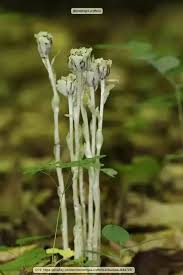 This is the tissue on the upper surface of the leaf. Do All Parts Of Plants Carry Out Photosynthesis Quora