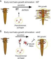 Our products are easy to use, and full of essential vitamins and nutrients that promote healthy hair growth. Early Arabidopsis Root Hair Growth Stimulation By Pathogenic Strains Of Pseudomonas Syringae