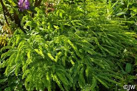 Image result for Adiantum patens