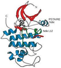 Check spelling or type a new query. Cyclin Dependent Kinase Wikipedia